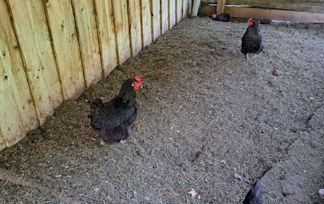 Bischofsmütze - Photo 21