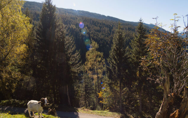 Bischofsmütze - Photo 33