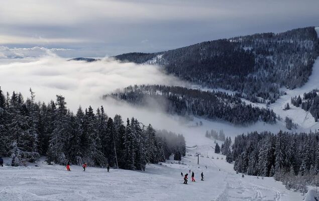 Stieglitz - Photo 18